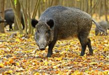 ANSVSA: Încă un focar de pestă africană la porcii mistreți, în Gorj