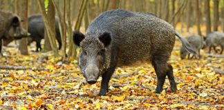 ANSVSA: Încă un focar de pestă africană la porcii mistreți, în Gorj