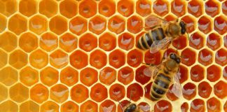 Prelungire pentru depunerea cererilor de plată aferente Programului Apicol