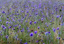 Ruin (Succisa pratensis) – beneficii și proprietăți