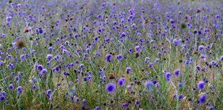 Ruin (Succisa pratensis) – beneficii și proprietăți