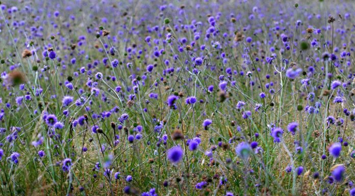 Ruin (Succisa pratensis) – beneficii și proprietăți
