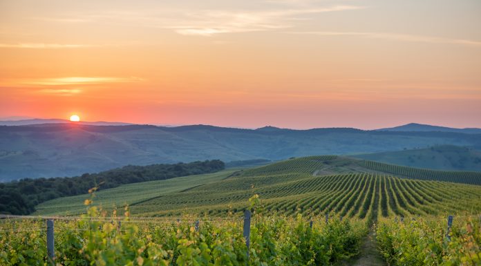 Ce spun specialiștii Jidvei despre perioada de acumulare a zaharurilor în struguri