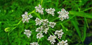 Chimion (Carum carvi) – beneficii și proprietăți