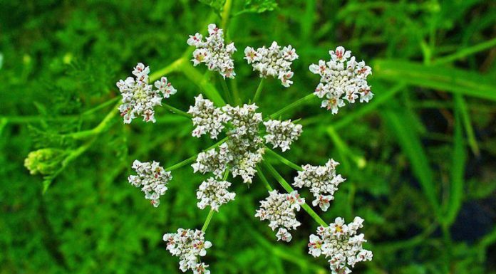 Chimion (Carum carvi) – beneficii și proprietăți