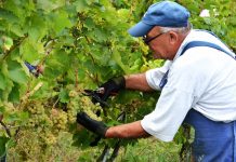 Descoperă mustul de Jidvei – disponibil pentru comandă până în 1 septembrie