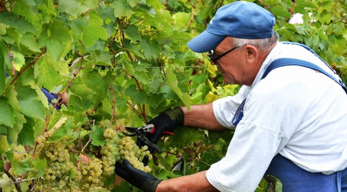 Descoperă mustul de Jidvei – disponibil pentru comandă până în 1 septembrie