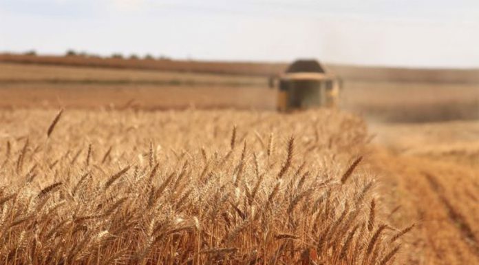 Agricultura pe înțelesul tuturor – Înființarea culturilor de toamnă