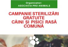 Campanie gratuită de sterilizare a patrupedelor, la Târgu-Jiu