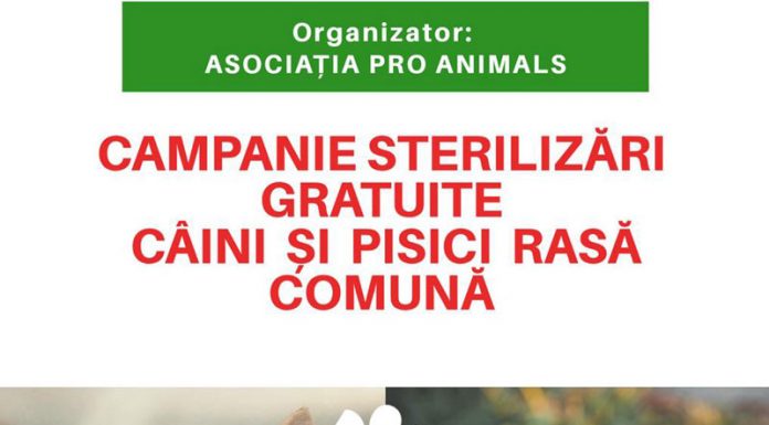 Campanie gratuită de sterilizare a patrupedelor, la Târgu-Jiu