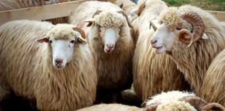 APIA efectuează plata ajutorului de stat în sectorul creșterii animalelor