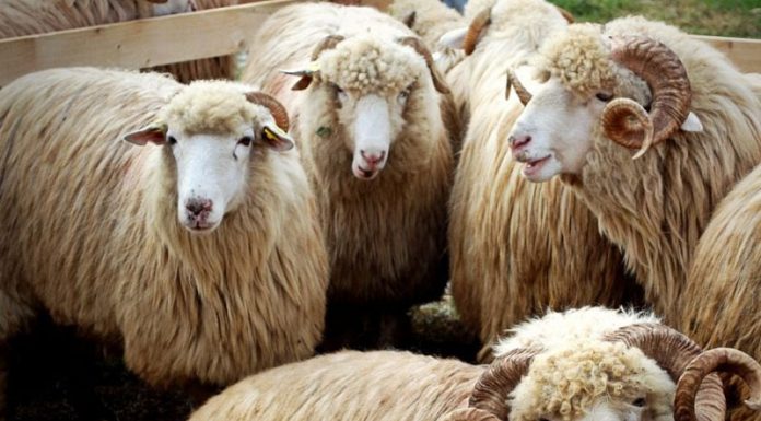 APIA efectuează plata ajutorului de stat în sectorul creșterii animalelor