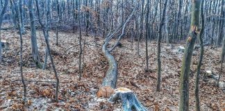 Bărbat cercetat după ce ar fi tăiat arborii vecinului