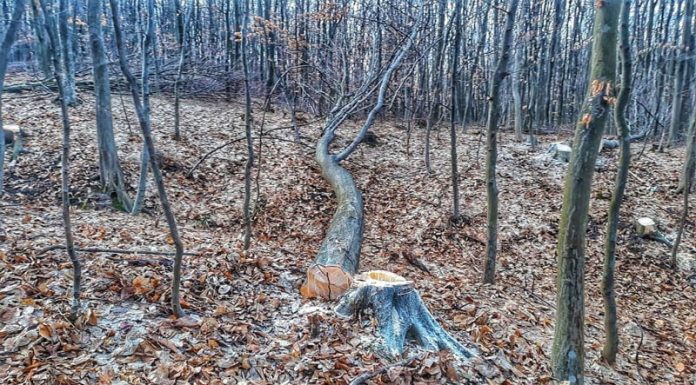 Dosar penal pentru un gorjean care a tăiat și furat 66 de arbori