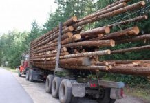 Șofer din Alba, prins în Gorj cu lemne fără documente de proveniență