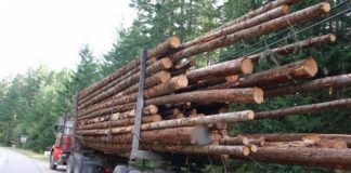 Șofer din Alba, prins în Gorj cu lemne fără documente de proveniență