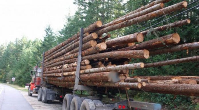 Șofer din Alba, prins în Gorj cu lemne fără documente de proveniență