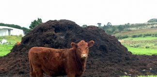 Agricultura pe înțelesul tuturor – Gunoiul de grajd – o comoară a fermierilor