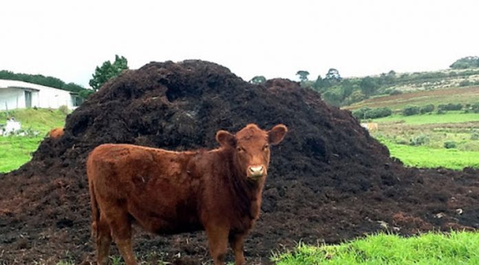 Agricultura pe înțelesul tuturor – Gunoiul de grajd – o comoară a fermierilor