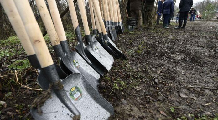 APIA Gorj primește cererile pentru schema ,,Sprijin pentru prima împădurire și crearea de suprafețe împădurite”