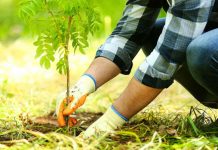 O nouă sesiune pentru accesarea schemei „Sprijin pentru prima împădurire şi crearea de suprafeţe împădurite”