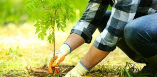 O nouă sesiune pentru accesarea schemei „Sprijin pentru prima împădurire şi crearea de suprafeţe împădurite”