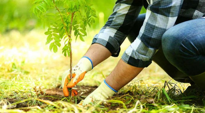 APIA primește cererile de ajutor pentru împăduriri