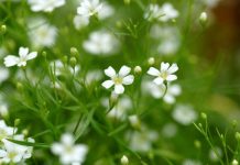 Ipcărige (Gypsophila paniculata) – beneficii și proprietăți
