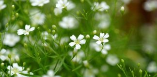 Ipcărige (Gypsophila paniculata) – beneficii și proprietăți