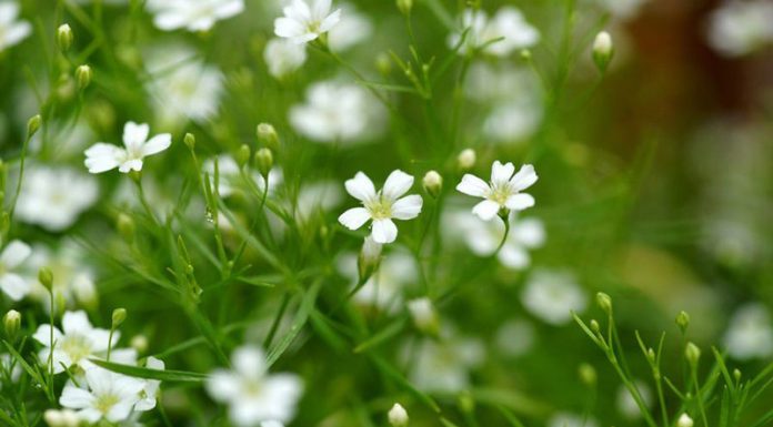 Ipcărige (Gypsophila paniculata) – beneficii și proprietăți