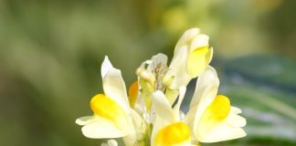 Linăriță (Linaria vulgaris) – beneficii și proprietăți