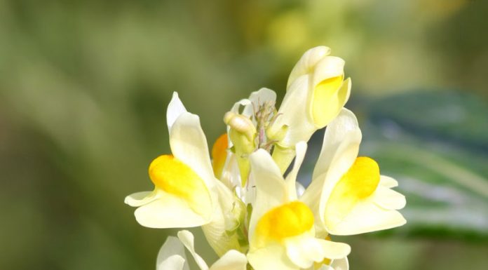 Linăriță (Linaria vulgaris) – beneficii și proprietăți