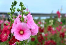 Nalbă (Althaea officinalis) – beneficii şi proprietăţi