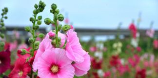 Nalbă (Althaea officinalis) – beneficii şi proprietăţi