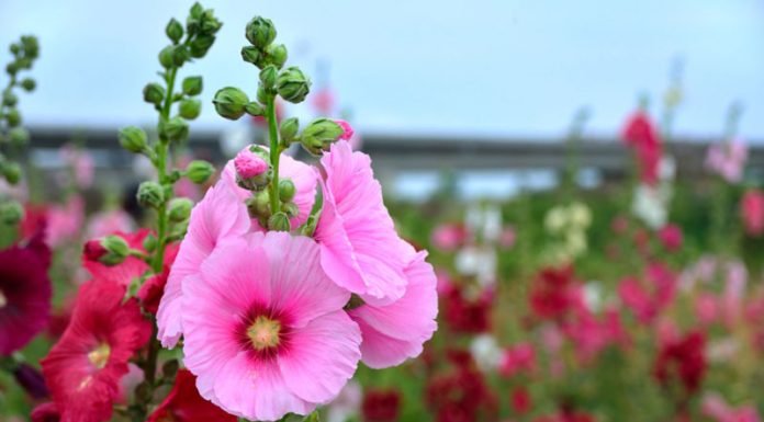 Nalbă (Althaea officinalis) – beneficii şi proprietăţi