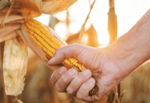 Agricultura pe înțelesul tuturor – Recoltarea corectă a porumbului