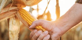 Agricultura pe înțelesul tuturor – Recoltarea corectă a porumbului