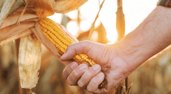Agricultura pe înțelesul tuturor – Recoltarea corectă a porumbului