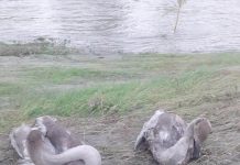 Puii lebedelor de pe lacul de la Târgu-Jiu, omorâți de viitură