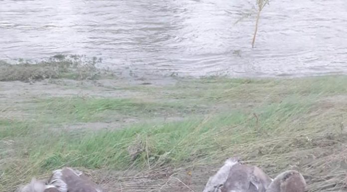 Puii lebedelor de pe lacul de la Târgu-Jiu, omorâți de viitură