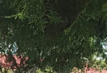 Dorel de la UATAA Motru, surprins amplasând bannere pentru candidatul PNL