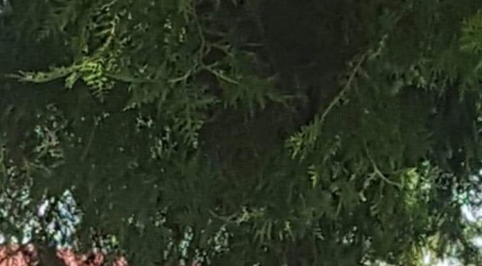 Dorel de la UATAA Motru, surprins amplasând bannere pentru candidatul PNL