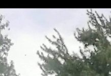 Angajat CEO, prins la furat de lemne în Asociația de Proprietari Valea Bistriței!