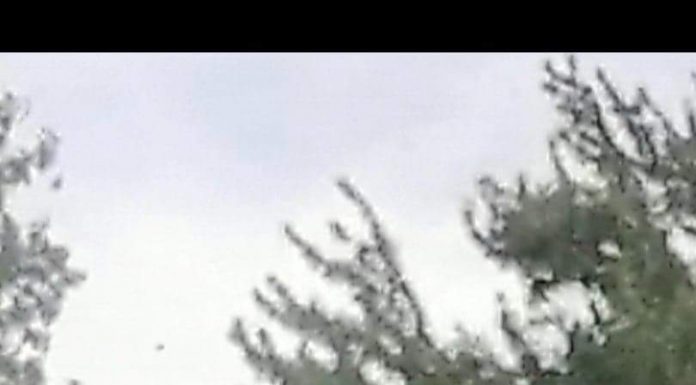 Angajat CEO, prins la furat de lemne în Asociația de Proprietari Valea Bistriței!