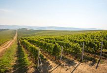 Campania ,,Must de la Jidvei”, accesibilă în acest an și locuitorilor din Gorj