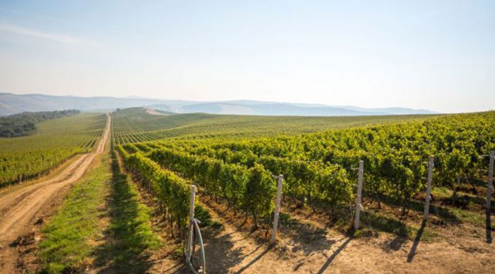 Campania ,,Must de la Jidvei”, accesibilă în acest an și locuitorilor din Gorj