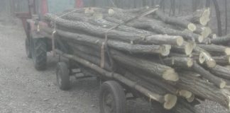 Bărbat din Samarinești, cercetat pentru tăiere ilegală şi sustragere de material lemnos