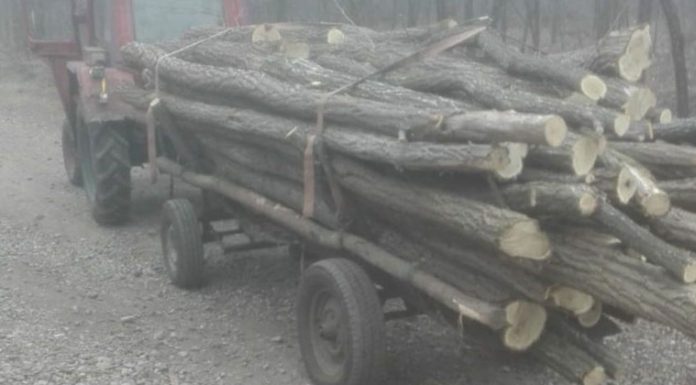 Cercetat pentru că a tăiat lemne din propria pădure