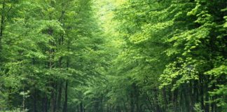 PE ŞUŞIŢA SEACĂ SPRE BORDUL DOBRIŢEI