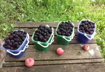 ILEGAL! Investiția în muri a unor tineri din Arcani a ajuns în mâinile rudelor primarului!